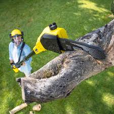 Why Choose Our Tree Removal Services in Colorado City, TX?