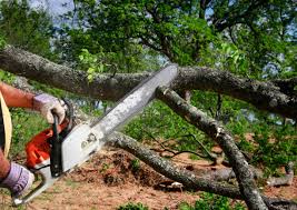 Best Tree and Shrub Care  in Colorado City, TX