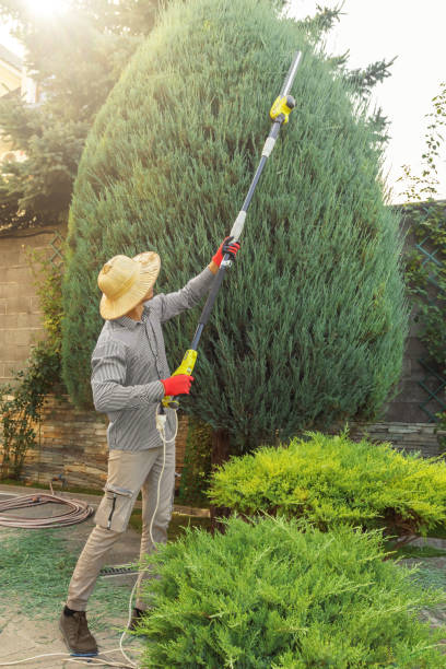 Professional  Tree Services in Colorado City, TX